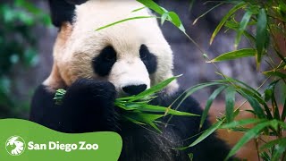 See the Pandas