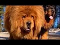 Champion lines Tibetan Mastiff🏆