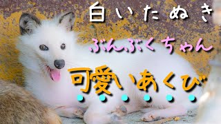 白いたぬき ご機嫌で可愛いぶんぶくちゃん あくびが可愛い！！香川県東かがわ市しろとり動物園その②