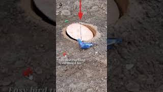 Pigeon trap | bird trap | bird catching #shorts #short  #youtubeshorts #ytshorts