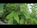 thriving 5 year old mediterranean permaculture food forest in socal san diego california