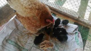 11 Chicks of chicken came out// watch full video to hatching chicks