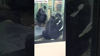 【ゴリラの食事】ガッツリ食べるゴリラ親子Gorilla Genki and Kintaro look so happy to have dinner 2023.08.01 #子ゴリラ #京都市動物園