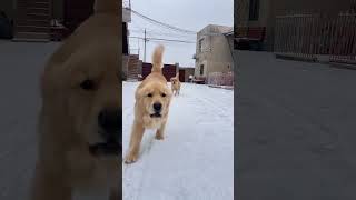 下雪咯雪地里撒欢 狗狗的心思都写在脸上了 雪地里撒欢的一百种方式 金毛庆庆