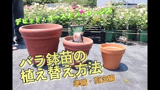 【夏越し注意】イングリッシュローズ6L鉢苗から大きな鉢に植え替えます！準備・剪定編！