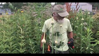 Medicinal Agroforestry Farm 3rd year with Michael Pilarski “Skeeter”