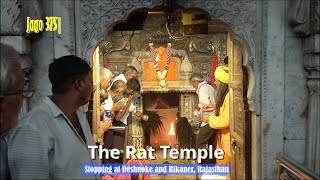 Jago 375| The Rat Temple of Deshnoke: Stopping at Deshnoke and Bikaner, Rajasthan