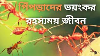 বিস্ময় কর রহস্যেঘেরা পিঁপড়াদের জীবন। Marvel at the mysterious life of ants.#subscribe #naturalidea