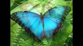 Morpho Azul