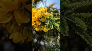 Senna Spectabilis #flowers #shorts #trending #viral #youtubeshorts #short