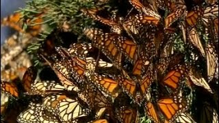 Conservation Connect: Monarchs