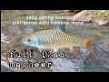 Mimpinya para pemancing || ikan larangan alin tagak