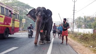 ശ്രീപാർവതിയുടെ കുണുങ്ങിക്കുണുങ്ങി നടത്തം!🥰🐘🥰