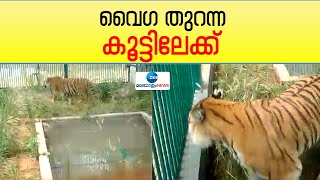 Puthur zoological park | സുവോളജിക്കൽ പാർക്കിൽ ആദ്യ അതിഥിയായിഎത്തിയ പെൺകടുവയായ വൈഗ തുറന്നകൂട്ടിലേക്ക്