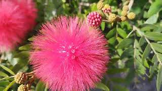 植物小知識43~美洲合歡（朱纓花）~（Calliandra haematocephala）