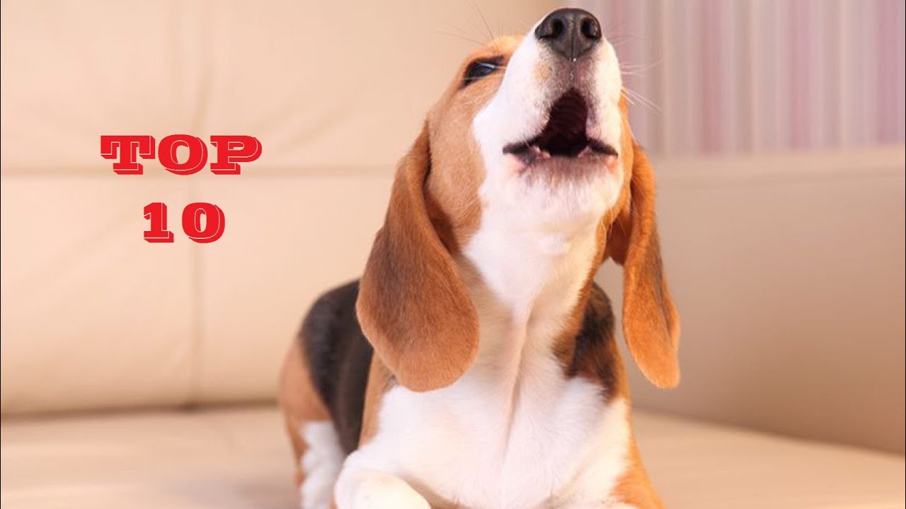 TOP 10 Funny Dog Barking Sounds Compilation 2020 - YouTube