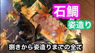 石鯛の姿造り(捌きから姿造りまで)