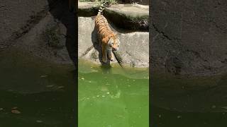 アムールトラ　入水します　【浜松市動物園】Amur tiger Hamamatsu Zoo