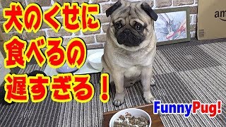 《超ブサかわパグ動画》うちのパグ　犬のくせに食べるのが遅すぎる!? 『おまめ日記』