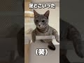 【猫】 違和感しかない座り方 shorts cat 猫 猫動画