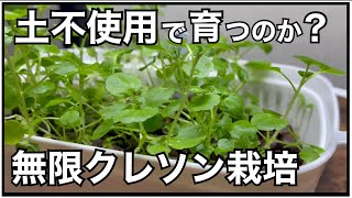 【水耕栽培】栽培期間1ヶ月でクレソン育ててみた！ / 照度計で明るさも測定してみた！