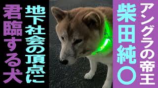 【BreakingDown】瓜田純士さん？顔に刺青をしたような柴犬。