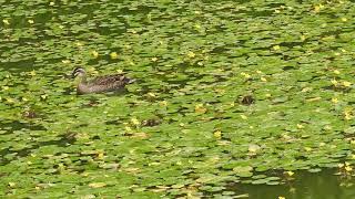 大阪市天王寺区 河底池 カルガモ親子 6月初旬