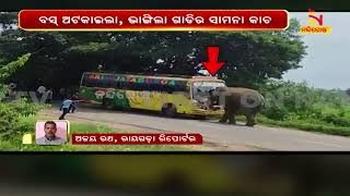 Srivijayadurga Bus Suffers Damage In Wild Elephant Attack At Rayagada Andhrapradesh Border |