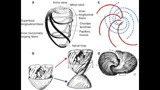 The Heart is Vortex (explained)