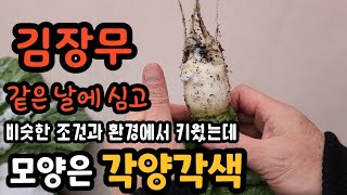 김장무 같은 날에 심고 비슷한 조건과 환경에서 키웠는데 모양은 각양각색