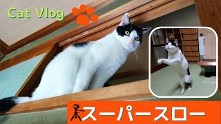 猫さんスパースロー撮影😸 #Vlog #猫動画 #可愛い猫 #保護猫