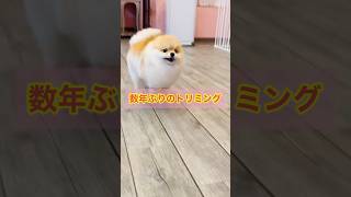 これぞまんまる🥰笑　#ポメラニアン #pomeranian #癒し #小型犬 #犬のいる生活 #トリミング #きなこ #博美犬#कुत्ता #पोमेरेनियन