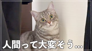 家中ずっとついてまわり、社会人独身男の家事を見守る猫さん。