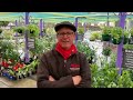 Tim Pickles from Tim's Garden Centre (Campbelltown, NSW)