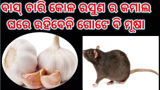 ବାସ୍ ଚାରି କୋଳ ରସୁଣ ର କମାଲ/ଘରେ ରହିବେନି ଗୋଟେ ବି ମୂଷା/rat repellent at home (@Sony kitchen \u0026 Vlog)