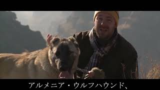 オオカミよりも100倍危険な犬？！その理由は・・・