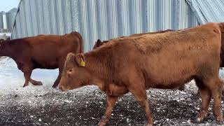 Red Simmental cross heifers selling Dec 21 Johnstone Auction