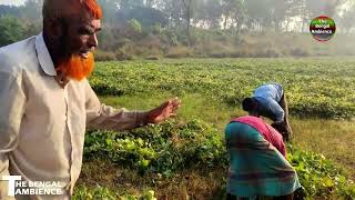 চরের গ্রাম সাতপাকিয়া (পর্ব০১) || Satpakiya Village || বাংলাদেশের সুন্দর গ্রাম || The Bengal Ambience