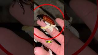 Never kill a cockroach like this 😨
