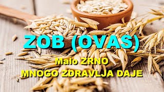 ZOB (OVAS) - Malo ZRNO MNOGO ZDRAVLJA DAJE