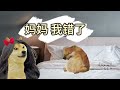 男女生的区别【cheems家族剧】