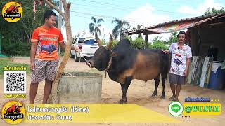 เยี่ยมคอกสนามชนโคบ้านบางกล่ำ คู่ที่ 5 โหนดชาญชัย (ไอ้คต)