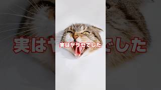 またヤラセを疑われてしまったので猫の描き方の真実を暴露します･･･ #猫