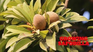 Growing Sapodilla (Chikoo)