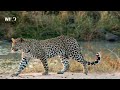 savana africana when apex predators compete for dominance animal documentary