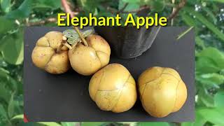 An Exotic Fruit: Chalta/Elephant Apple/ Dillenia indica// एक अद्भुत एवं दुर्लभ फल चालता