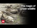 The Otters of Singapore — and Other Unexpected Wildlife Thriving in Cities | Philip Johns | TED