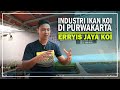 INDUSTRI KOI PURWAKARTA | ERRYIS JAYA KOI PURWAKARTA | SEPUTAR IKAN HIAS