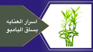 اسرار العنايه بنبات ساق البامبو عصا موسى