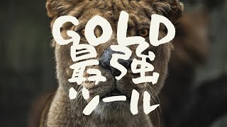 【FX手法】GOLDで勝つ為の15分足テンプレート検証結果が良い感じ